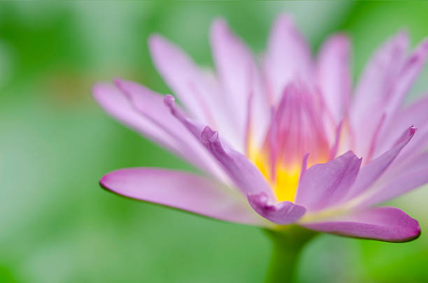 Chiudi la ninfea viola. - foto stock