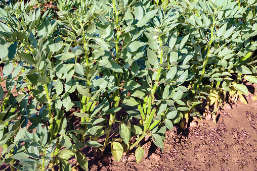 Mature fava beans growing on plants in the field of a Dutch grower on a sunny day in the summer season.