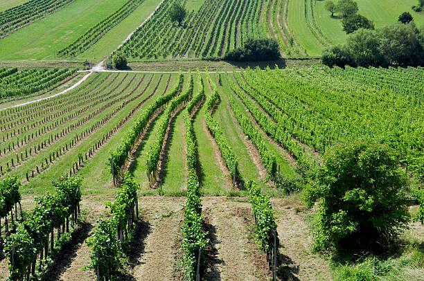Vineyards in Perchtoldsdorf Sooth hills around Perchtoldsdorf with Vineyards perchtoldsdorf stock pictures, royalty-free photos & images