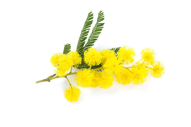 istock mimosa isolated on white background 578288460