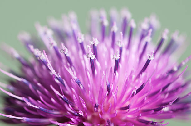 Thistle flower Thistle flower over green background, closeup shot bristlethistle stock pictures, royalty-free photos & images