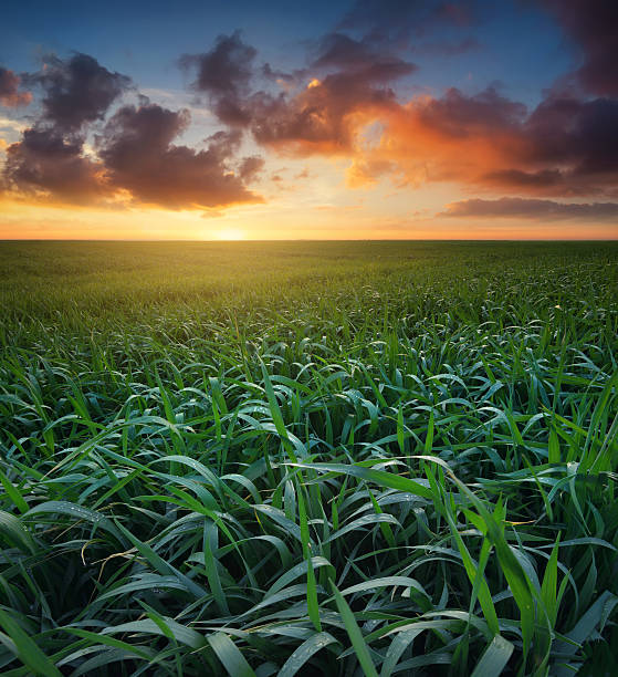 istock Agricultural landscape 578289394