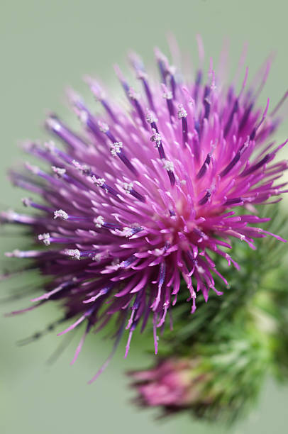 Thistle flower Thistle flower over green background, closeup shot bristlethistle stock pictures, royalty-free photos & images