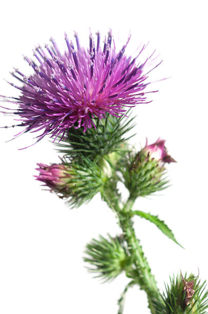 Thistle flower Thistle flower over white background, closeup shot bristlethistle stock pictures, royalty-free photos & images