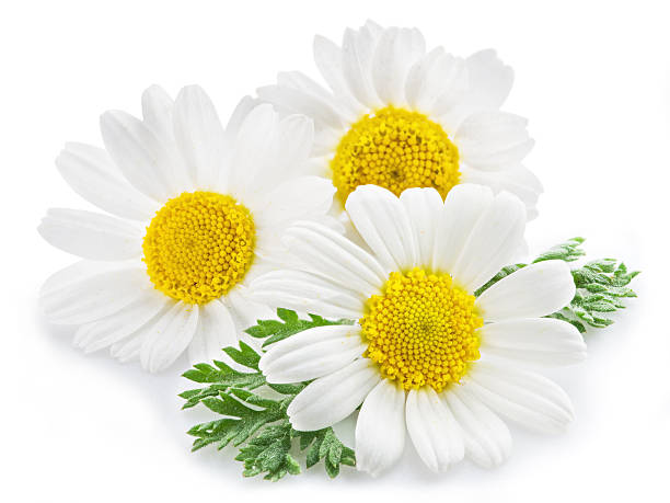 istock Chamomile or camomile flowers. 578290598