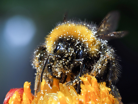 Huge bumblebee in flower. Macro. Shaggy bumblebee, pollenHuge bumblebee in flower. Macro. Shaggy bumblebee, pollen