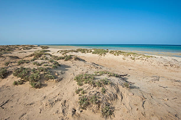 istock Bushes on sand dunes by tropical ocean 578290810
