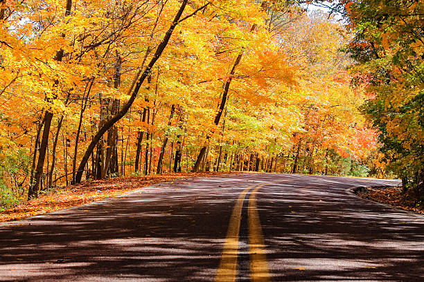 istock Street with a forest of trees on both sides 578291444