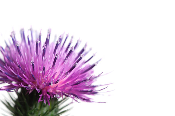 Thistle flower Thistle flower over white background, closeup shot bristlethistle stock pictures, royalty-free photos & images