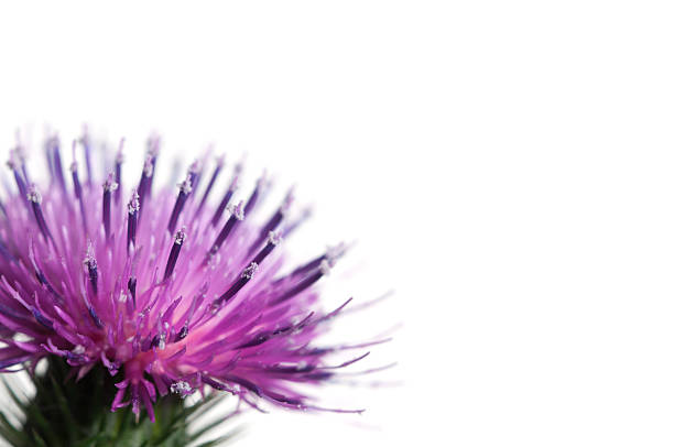Thistle flower Thistle flower over white background, closeup shot bristlethistle stock pictures, royalty-free photos & images