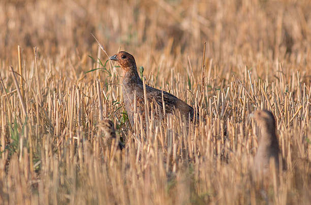 Grey Partridge (Perdix perdix) Grey Partridge (Perdix perdix) grey partridge perdix perdix stock pictures, royalty-free photos & images