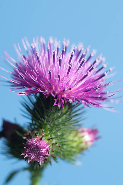 Thistle flower Thistle flower over blue background, closeup shot bristlethistle stock pictures, royalty-free photos & images