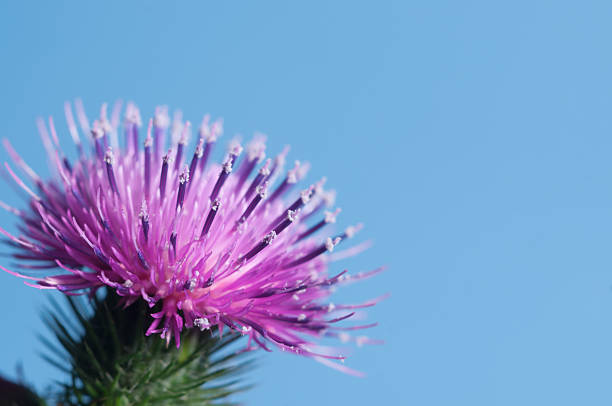 Thistle flower Thistle flower over blue background, closeup shot bristlethistle stock pictures, royalty-free photos & images