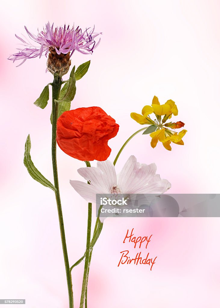 Tarjeta De Feliz Cumpleaños Con Flores Silvestres De Colores Foto de stock y más banco de imágenes de A la moda - iStock Tarjeta De Feliz Cumpleaños Con Flores Silvestres De Colores Foto de stock y más banco de imágenes de A la moda - iStock