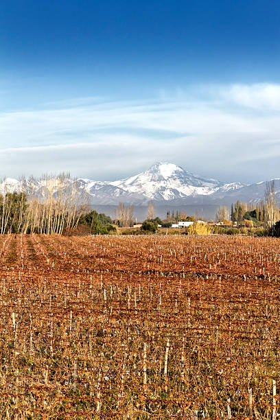 istock Beautiful autumn in the vineyards 578293974