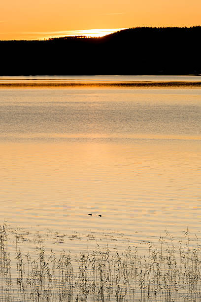 istock Birds in Lake with Sunset 578294190
