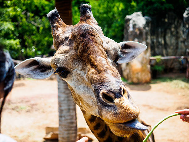 istock giraffe head zoo animal summer day 578295358