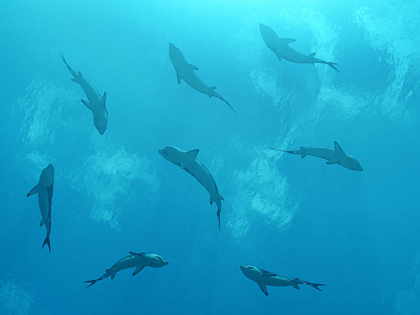istock Group of great white sharks 578296472