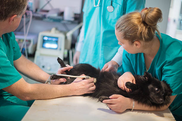 Vet doing ultrasound on dog