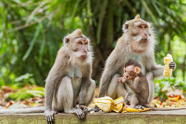 istock Monkeys eat bananas.  Monkey forest in Ubud, Bali, Indonesia. 578298014