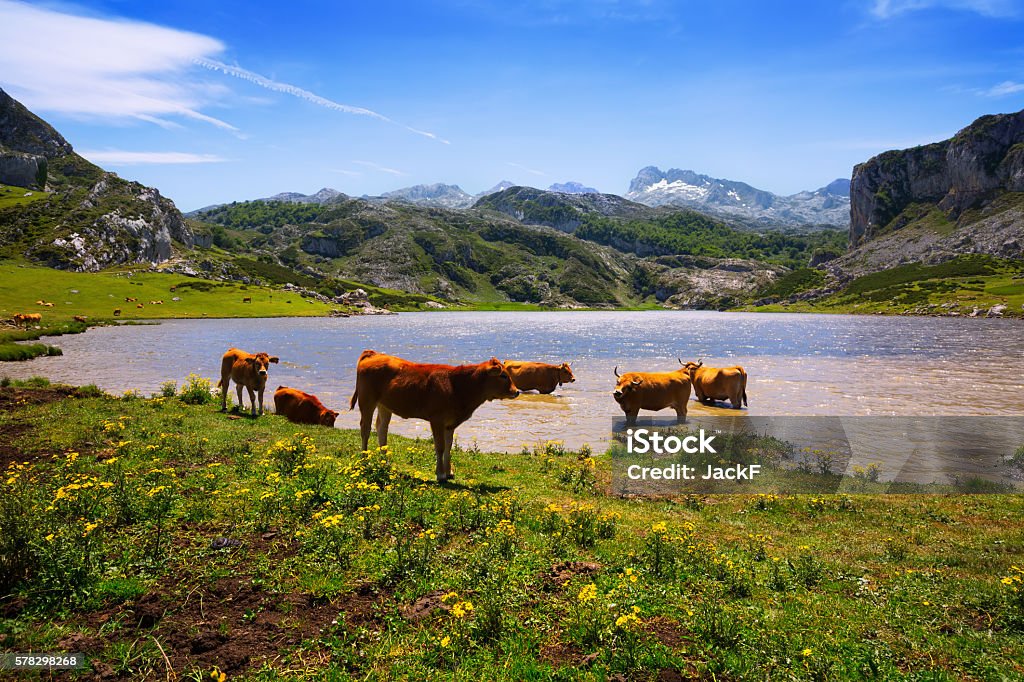 Paisaje con lago y las vacas - Foto de stock de Agricultura libre de derechos