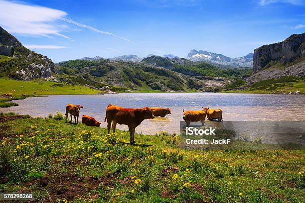 Paisaje Con Lago Y Las Vacas Foto de stock y más banco de imágenes de Agricultura - Agricultura, Agua, Aire libre