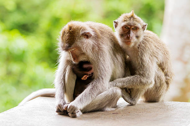 istock Sleeping monkeys. Monkey forest in Ubud, Bali, Indonesia. 578298970