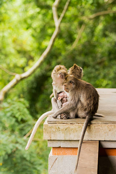 istock Sleeping monkeys. Monkey forest in Ubud, Bali, Indonesia. 578299064