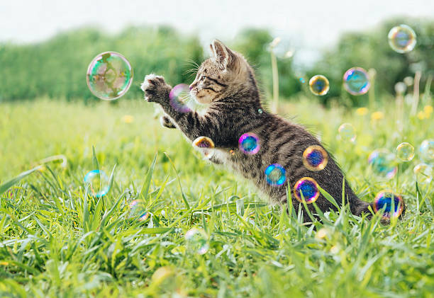 Kitten playing with soap bubbles stock photo
