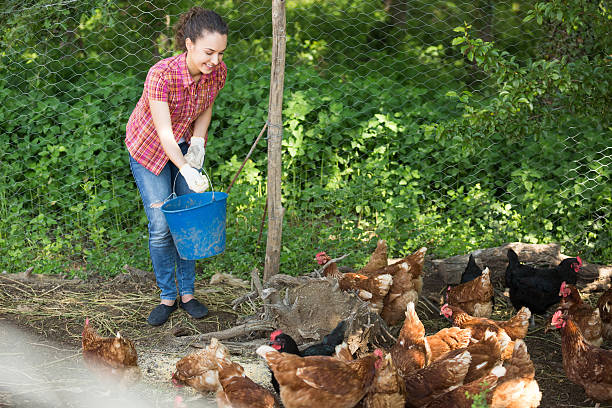 istock Smiling female farm worker feeding stuff to chickens 578300118