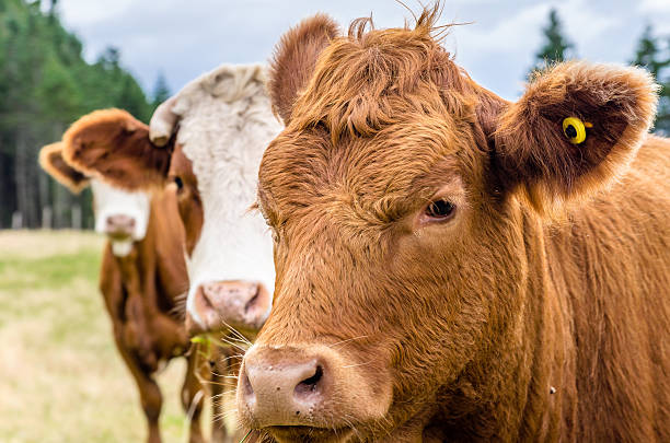 istock Brown Cow in a Field 578300312