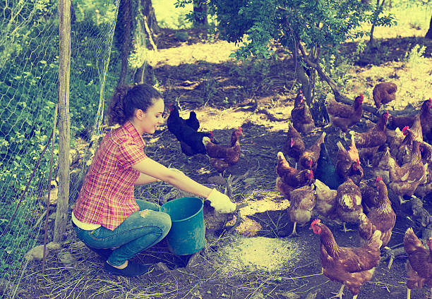 istock Farmer giving feeding chickens on poultry farm 578300532