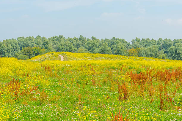 istock Wetland with wild flowers in summer 578300740