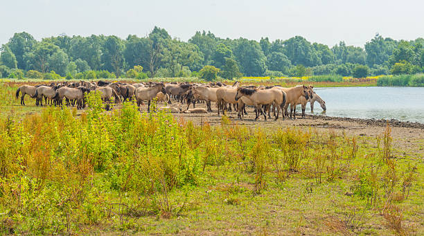 istock Wetland with wild flowers in summer 578300970