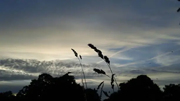 Grass stalks and seed-heads silhouetted against dusk cloudscape