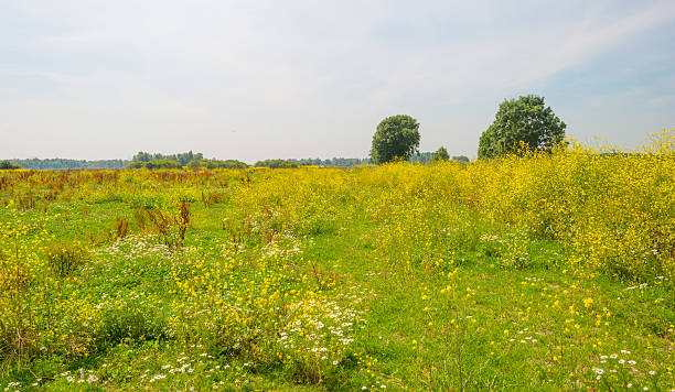 istock Wetland with wild flowers in summer 578301216