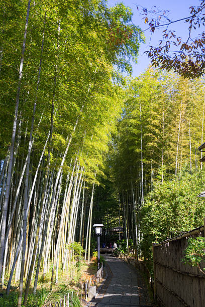 istock Chikurin no Komichi / Bamboo Forest Pass 578301512