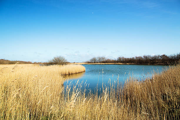 Beautiful Landscape at Zoutelande Creek