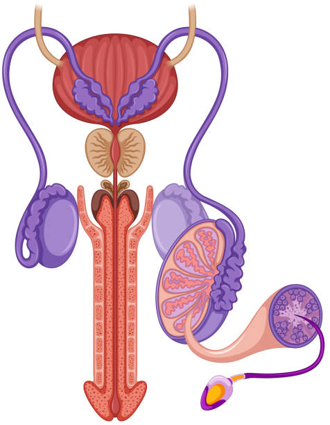 Reproductive system in male Reproductive system in male illustration phallic object stock illustrations