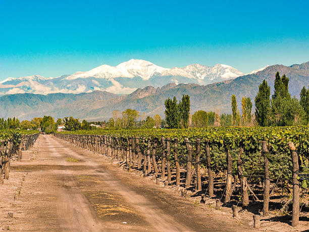 istock Vineyard in Mendoza, Argentina 578301820