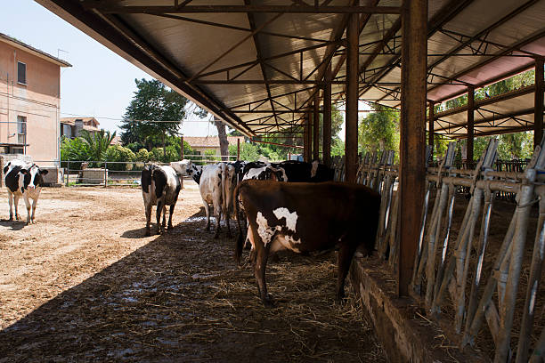 istock cows in a stable of a farm 578302006