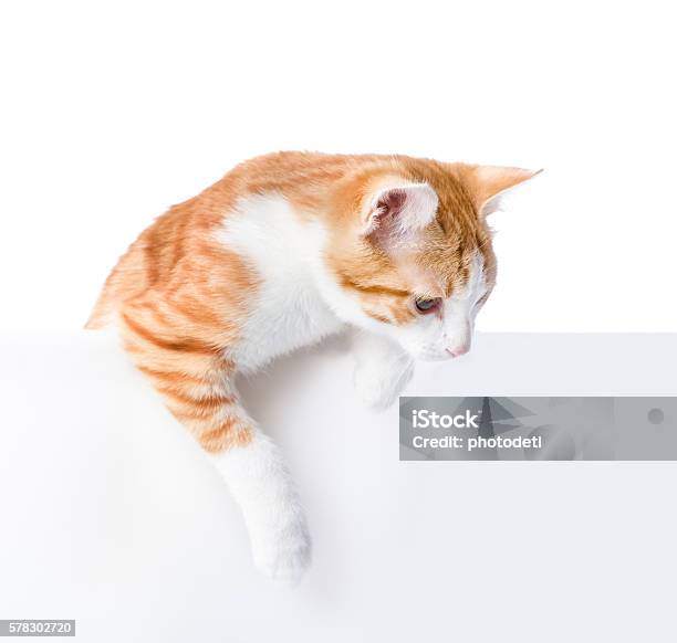 Nettes Kätzchen Mit Leerem Brett Isoliert Auf Weißem Hintergrund Stockfoto und mehr Bilder von Hauskatze
