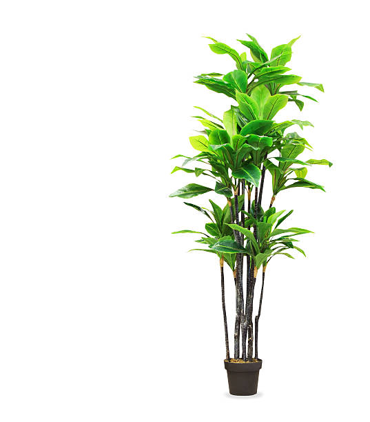 Big dracaena palm in a pot isolated over white
