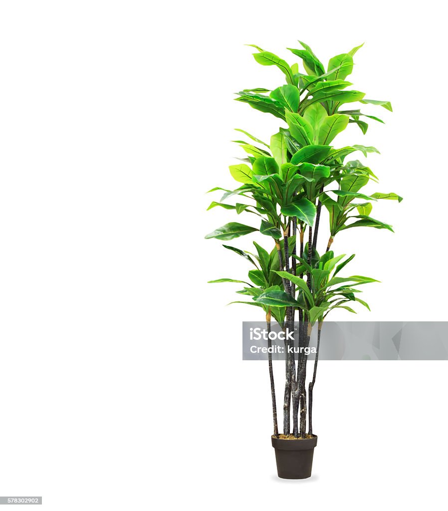 Big dracaena palm in a pot isolated over white Big dracaena palm in a pot isolated over whiteBig dracaena palm in a pot isolated over white Plant Stock Photo