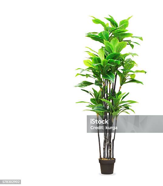 Big Dracaena Palm In A Pot Isolated Over White Stock Photo - Download Image Now - Plant, Vase, Flower Pot