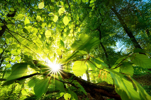 Rays of sunlight beautifully shining through the green leaves of a beech tree just above the forest ground