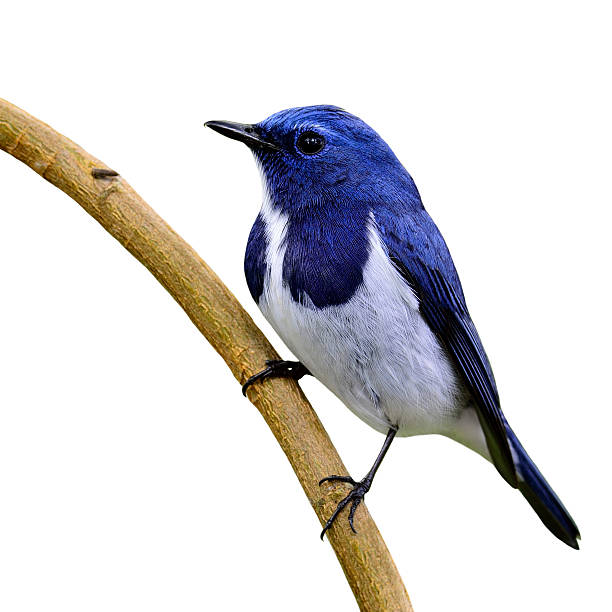 istock White-browed blue flycatcher or Ultramarine flycatcher (Ficedula 578304026