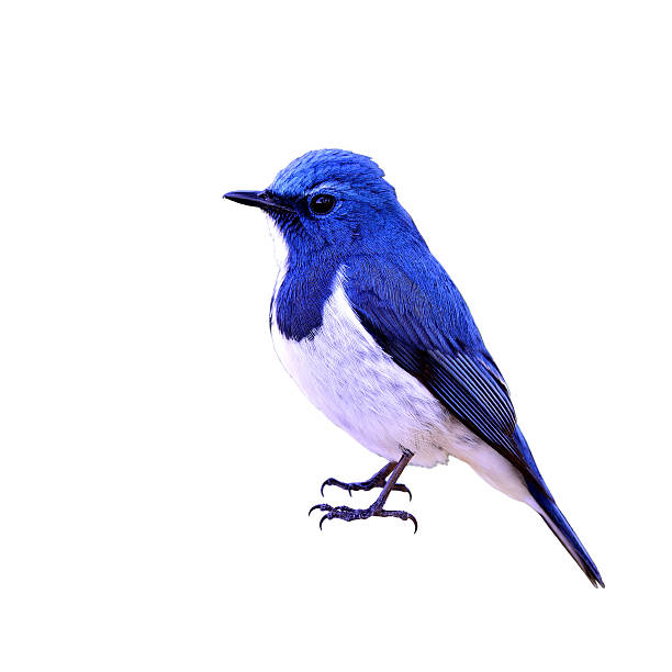 istock Ultramarine flycatcher or white-browed blue flycatcher (Ficedula 578304176