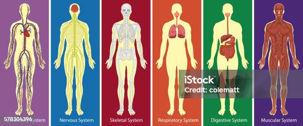 Ilustración de Diferentes Sistemas De Diagrama Del Cuerpo Humano y más Vectores Libres de Derechos de Cuerpo humano - Cuerpo humano, Diagrama, Orden