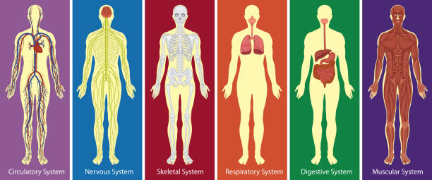 różne systemy schematu ludzkiego ciała - human muscle the human body anatomy body stock illustrations